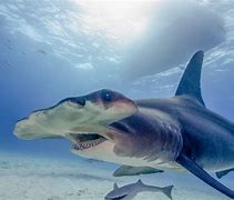 Image result for Strongest Shark