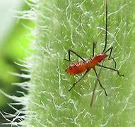 Image result for Ant Like Insects