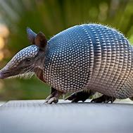 Image result for Pet Armadillo