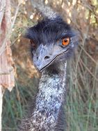 Image result for Smiling Emu
