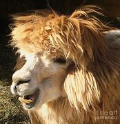 Image result for Llama Hair