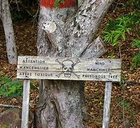 Image result for The Deadliest Tree