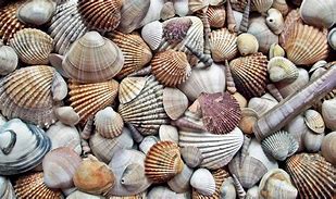 Image result for Shell Wallpaper High Quility Image