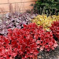 Image result for Heuchera Forever Red