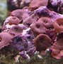 Image result for Koral Polidore