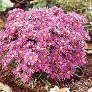 Image result for Aster Tonga (Dumosus-Group)