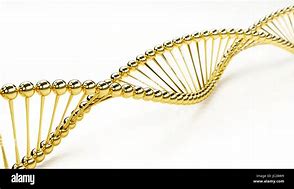 Image result for Golden Ratio DNA