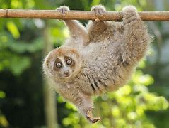 Image result for Slow Loris