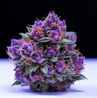 Image result for Pot Purple Snap