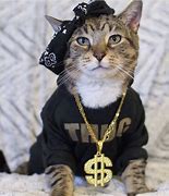 Image result for thugs life cats