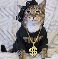 Image result for Thug Life Cat