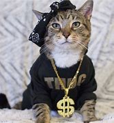Image result for thugs life cats