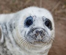 Image result for Otter Pups