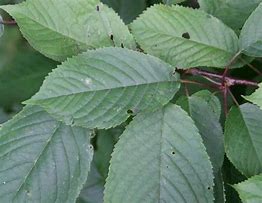 Bildergebnis für Prunus avium Hudson