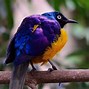 Image result for Types of Purple Animals