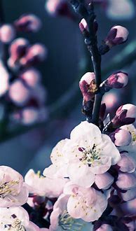 Image result for iPhone 6s Flower Wallpaper