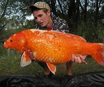 Image result for Biggest Koi Fish