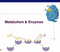 Image result for Metabolic Enzymes