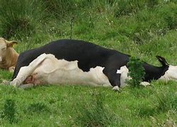 Image result for Cow Tiping Pictures