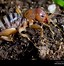 Image result for Jerusalem Cricket Poisonous