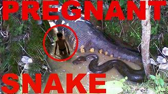 Image result for Pregnant Snake