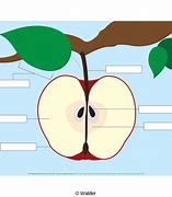 Image result for Half an Apple Labeled Diagram