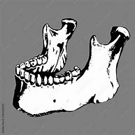 Image result for Skeleton Jaw