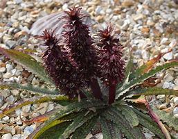 Image result for Eucomis vandermerwei Octopus