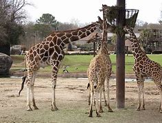 Image result for Zoo Animals Eating
