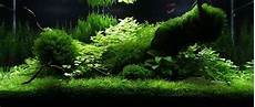 amano aquascape legendary aquarist takashi amano aquarium architecture amano aquascape legendary aquarist takashi amano aquarium architecture