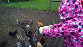 Image result for Chicken Throwing Eggs Meme