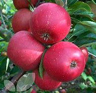 Image result for Gold Rush Apple Pollinator