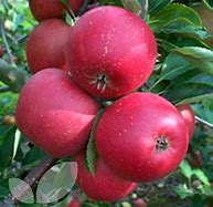 Image result for Self-Pollinating Apple Trees