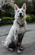Image result for Happy Dirty Dog