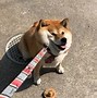 Image result for Fat Shiba Inu Puppies