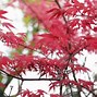 Image result for Small Tree with Red Leaves