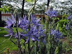 Image result for Camassia leichtlinii Blue Candle