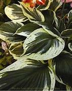 Image result for Hosta Independence (r)