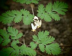 Image result for Dicentra cucullaria Pittsburg