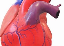 Image result for cardiogrsf�a