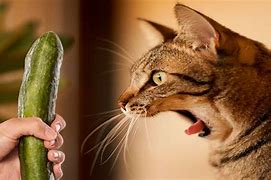 Image result for Funny Cats Cucumber