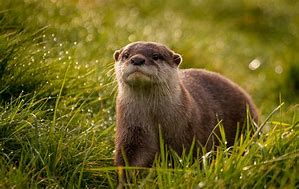 Image result for Rosa Otter