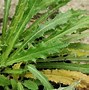 Image result for carlina_vulgaris