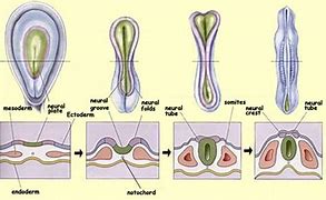 Image result for Embryonic Neural Tube