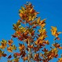 Image result for Plane Tree