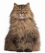 Image result for Big Fluffy Cat