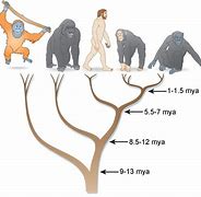 Image result for Bonobos and Human DNA