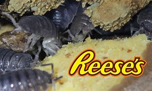 Image result for Isopod Meme