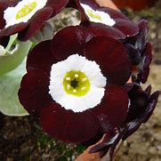 Image result for Primula auricula Consett