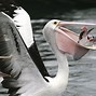 Image result for Pelican Like Bird